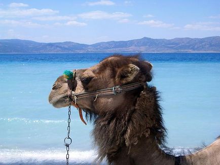 Дивовижні факти про верблюдів