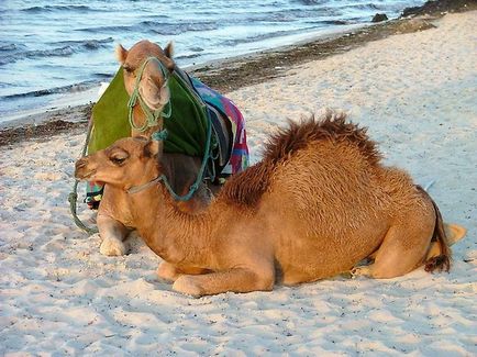 Дивовижні факти про верблюдів