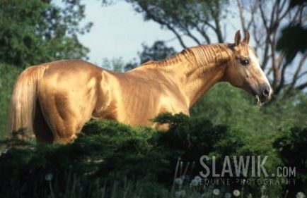 Розум коні - легенда чи факт сайт про коней