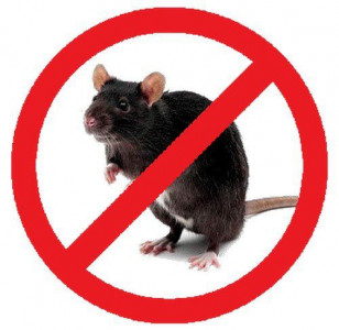 Distrugerea șobolanilor și șoarecilor