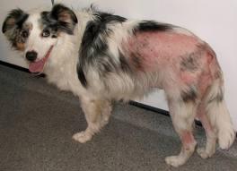 У собаки випадає шерсть - причини, захворювання, лікування алопеції у собак в москві