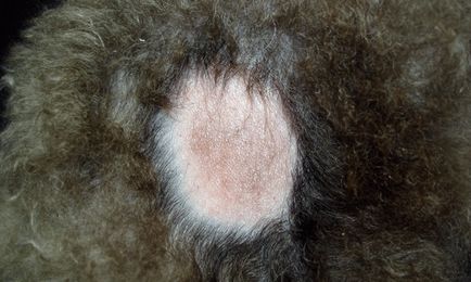Câinele cad părul - cauze, boli, tratamentul alopeciei la câini de la Moscova