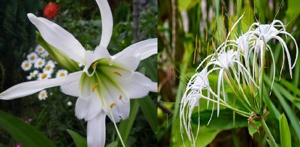 Грижа Hymenocallis у дома, озеленяване, цъфтеж и времето за почивка, видове (включително