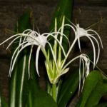 Грижа Hymenocallis у дома, озеленяване, цъфтеж и времето за почивка, видове (включително