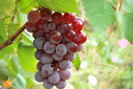 Вино з винограду Лідія - простий рецепт в домашніх умовах