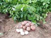 Вирощування картоплі, АГРОСВІТ