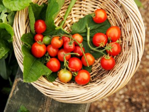 Cultivarea tomatelor de toamnă pentru recoltarea proaspătă până la îngheț - cultivarea roșiilor în
