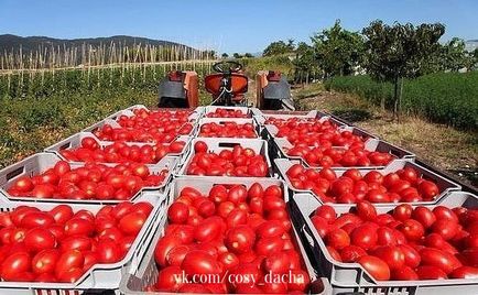 Cultivarea tomatelor în ulei