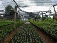 Cultivarea materialului de plantare într-o seră de film, elementele de bază ale grădinăritului