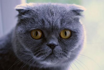 Висловухий кіт шотландський - спокійне і віддане тварина