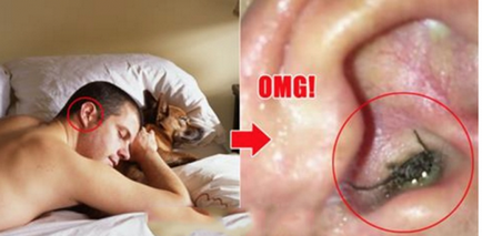 Atenția de a dormi lângă un câine este periculoasă pentru sănătate! Makataka