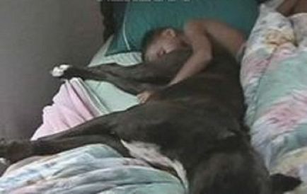 Увага спати поруч з собакою - небезпечно для здоров'я! Makataka