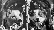 Câini spațiali militari, macaci și pisici din Uniunea Sovietică