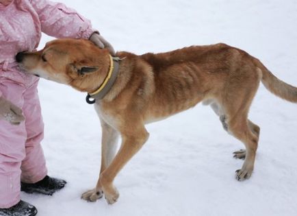 Вольфартіоз - розвиток і лікування хвороби