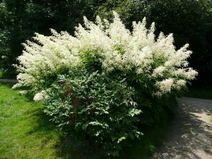 Volzhanka plantare și îngrijire, fotografie floare