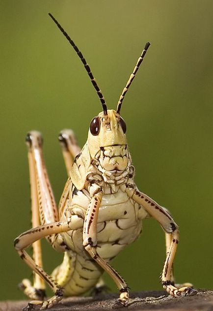 A fű szöcske ült, kutya Schrödinger