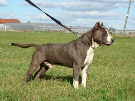 Caracteristicile rasei American Staffordshire Terrier