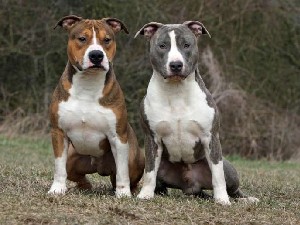 Caracteristicile rasei American Staffordshire Terrier