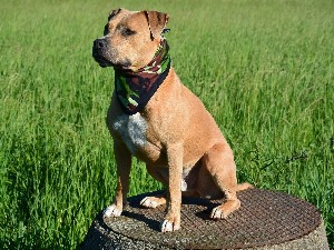 Caracteristicile rasei American Staffordshire Terrier