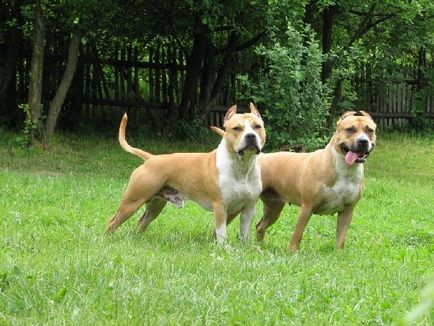 Caracteristicile rasei American Staffordshire Terrier