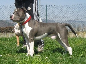 Caracteristicile rasei American Staffordshire Terrier