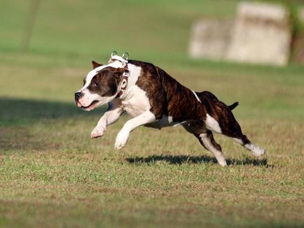 Jellemzői a fajta amerikai staffordshire terrier