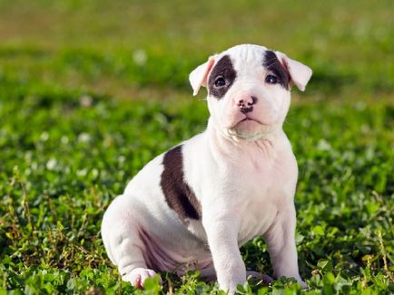 Jellemzői a fajta amerikai staffordshire terrier