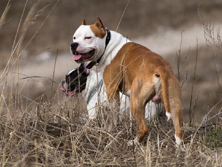 Caracteristicile rasei American Staffordshire Terrier