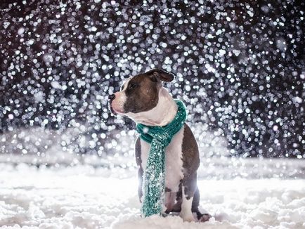 Jellemzői a fajta amerikai staffordshire terrier