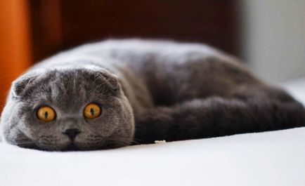 Character skót szeres (Character skót szeres) A természet Scottish fold
