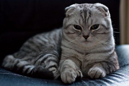 Character skót szeres (Character skót szeres) A természet Scottish fold