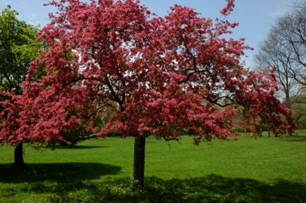 Arborele de arbore decorativ de mere, de cele mai bune soiuri, plantare și îngrijire