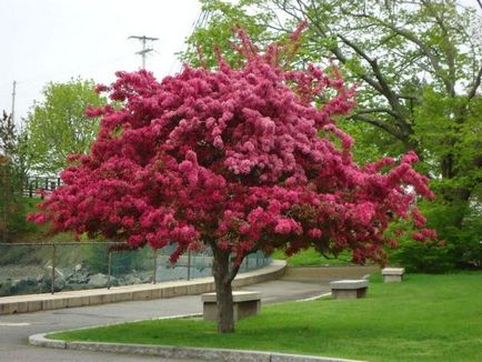 Arborele de arbore decorativ de mere, de cele mai bune soiuri, plantare și îngrijire