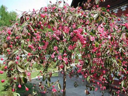 Arborele de arbore decorativ de mere, de cele mai bune soiuri, plantare și îngrijire