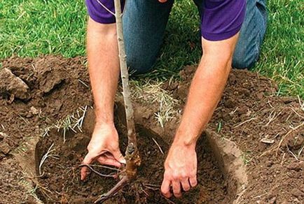 Arborele de arbore decorativ de mere, de cele mai bune soiuri, plantare și îngrijire