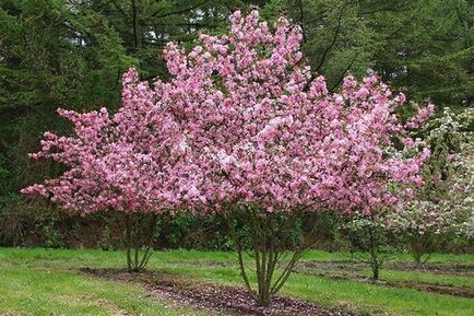 Arborele de arbore decorativ de mere, de cele mai bune soiuri, plantare și îngrijire