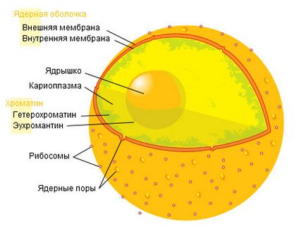 Nucleul, nucleul - cea mai importantă parte a celulei eucariotelor, în care este în vrac