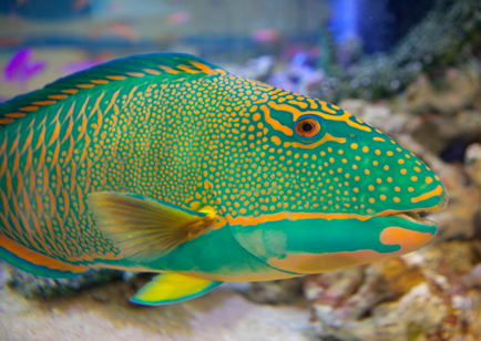 Parrotfish luminos și neobișnuit