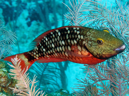 Parrotfish luminos și neobișnuit
