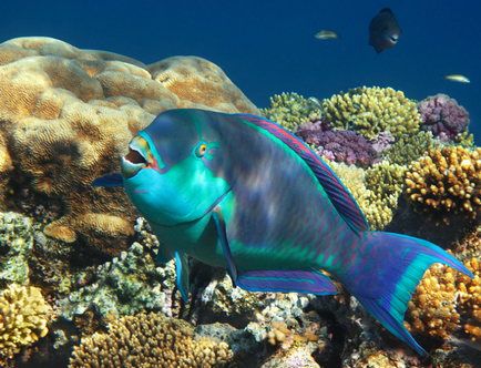 Parrotfish luminos și neobișnuit