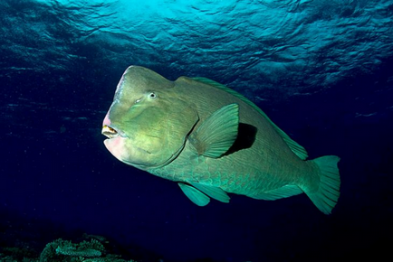 Parrotfish luminos și neobișnuit