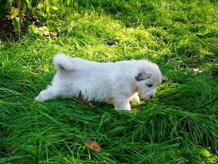 Южнорусская вівчарка фото і опис породи, ціна собаки і відгуки власників