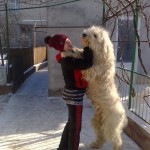 Ciobanescul Shepherd din Rusia de Sud cu fotografii și clipuri video