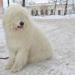 Ciobanescul Shepherd din Rusia de Sud cu fotografii si clipuri video