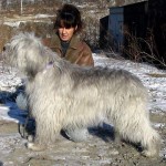 Южнорусская вівчарка огляд породи з фото і відео