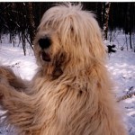 Ciobanescul Shepherd din Rusia de Sud cu fotografii si clipuri video