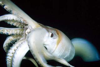 De ce ochii giganți de squid - Vreau să știu totul