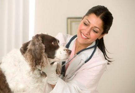 Навіщо звертатися до ветеринарної клініки домашні тварини