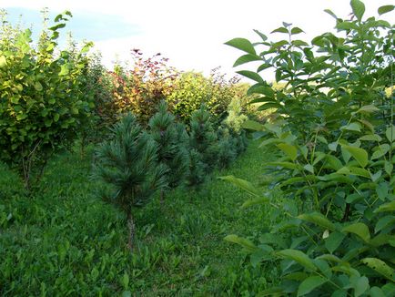 Protecția plantelor împotriva căldurii