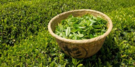 Ceaiul verde cu beneficii de iasomie și rău